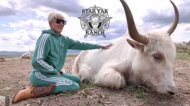 The TRUTH About the Star Yak Ranch!
